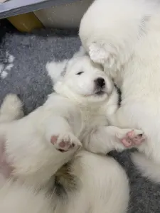 Samoyed - White Velvet Ears Alex