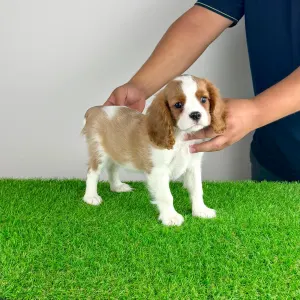 Cavalier King Charles Spaniel - Zlatan