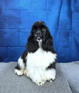 American Cocker Spaniel - Pici