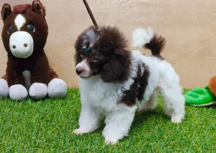 Caniche Nain - Ramy (toy)