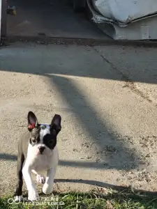 Boston terier - Bon-Bon