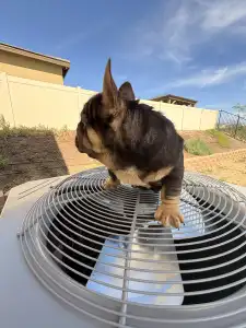 Französische Bulldogge - Moofawn