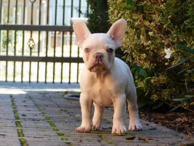 French Bulldog - Edison