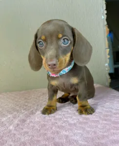 Dachshund - Carlos