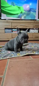 Bouledogue français - Victor 