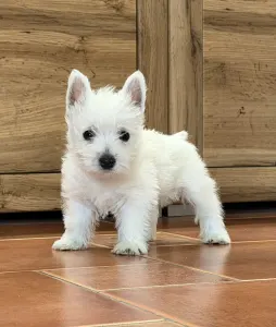 West Highland White Terrier - Athos