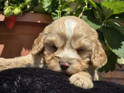 Cavapoo - Terence Hill