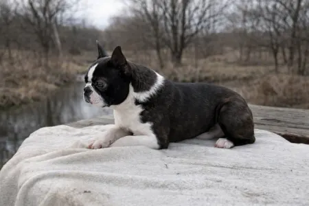 Boston terier - Jealous Jasmine