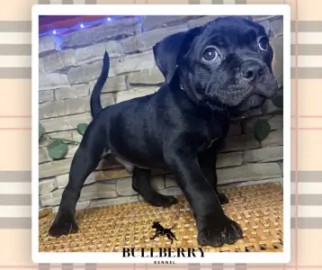American Bully - Standard - Youngberry