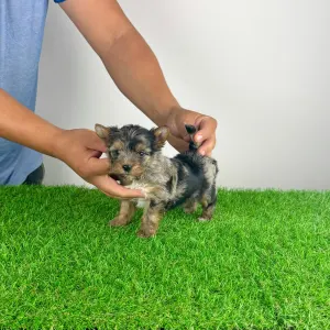 Yorkshire Terrier - Boxy