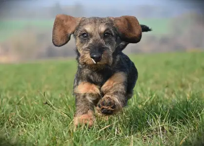 Tacskó - Pearls Of Seven Hills Becky