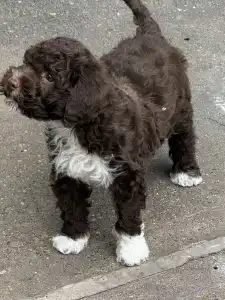 Romagna Water Dog - Csoki