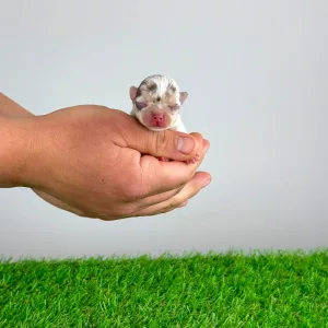 Chihuahua - Chocolatta