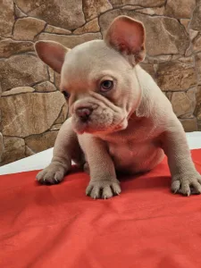 French Bulldog - Domonkos