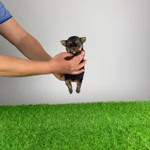 Yorkshire terrier - Riffraff