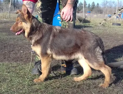 German Shepherd Dog - Bwich