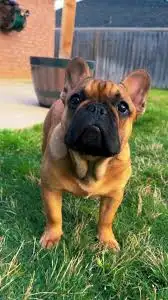 Francia bulldog - Miora Frenchie Loki