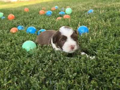 Tibeti terrier - Jan