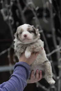 Miniature American Shepherd - Winstead Once Upon The Frontier