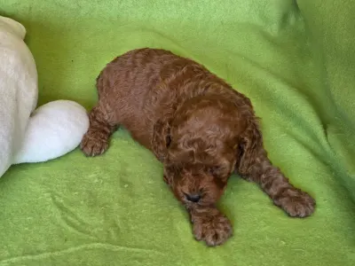 Cavapoo - Curlyjack
