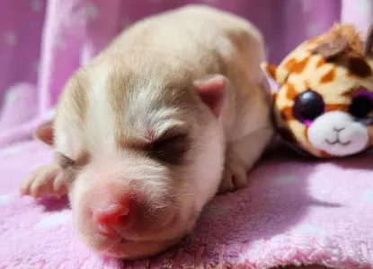 Siberian Husky - Sirius Of Polar Moonlights