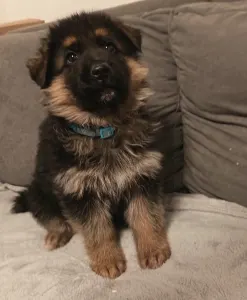 Owczarek niemiecki - Kimbo