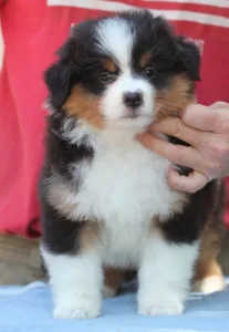 Miniatur amerikanischer Schäferhund - Dailos You Got Me Hypnotized 