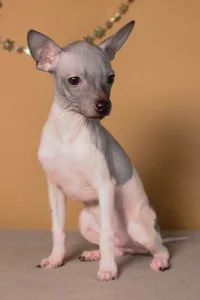 American Hairless Terrier - Ariel Sun