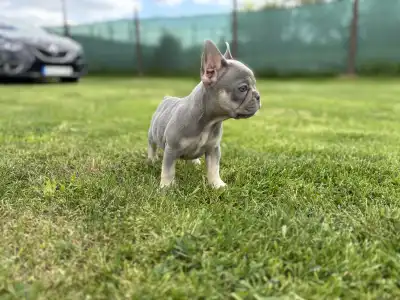 French Bulldog - Maya 