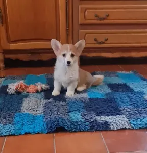 Welsh Corgi Pembroke - Diamond