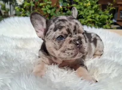 Buldog francuski - Helen 