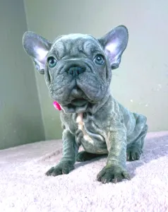 French Bulldog - Teresa