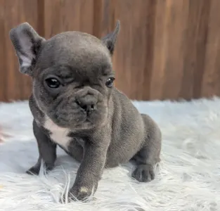 Bulldog francese - Selena