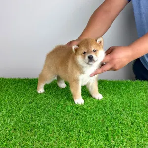 Shiba Inu - Whoops