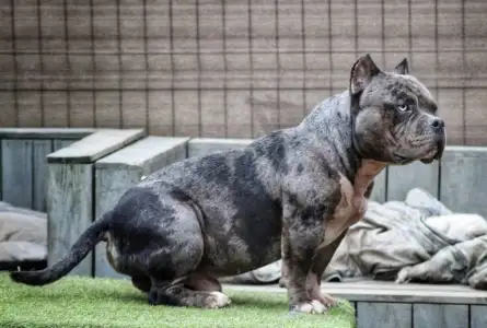 Amerikai Bully - Pocket - Ak Bully Dax
