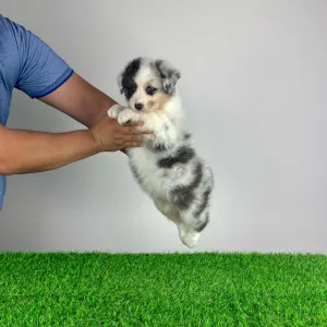 Australian Shepherd - Zenzi