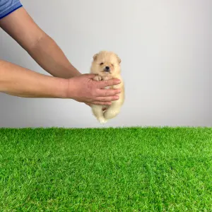 German Pomeranian Spitz - Usha