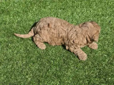 Cavapoo - Jam