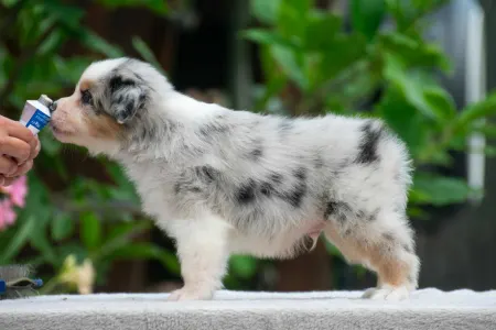 Australian Shepherd - Winstead Lucky Tinker 