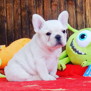 Francia bulldog - Eisbear