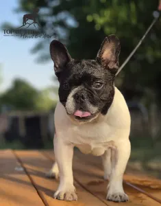 Francia bulldog - Imobile