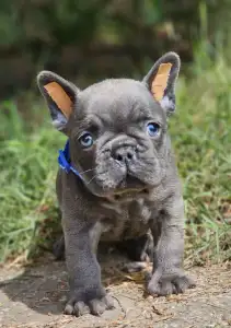 French Bulldog - Hugo