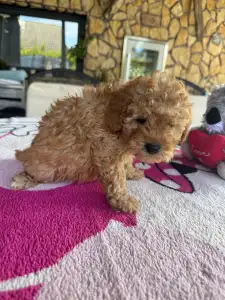 Poodle Miniature - Teddy