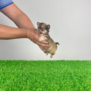 Chihuahua - Jimbo
