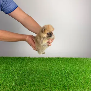 Szpic miniaturowy - Wenka