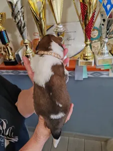 Moskiewski pies stróżujący - Egresvölgyi Maksim 