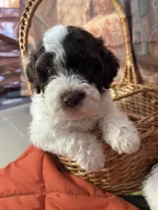 Lagotto Romagnolo - Billy The Kid