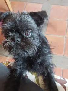 Affenpinscher - Affenvald