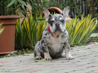 Francia bulldog - Ruby
