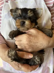 Yorkshire Terrier - Kira